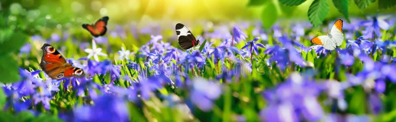 Joyful little paradise with blue bells on a green meadow in spring, with butterflies flying around, panorama. Joyful little paradise with blue bells on a green meadow in spring, with butterflies flying around, panorama